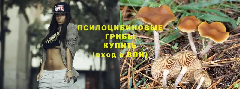 Галлюциногенные грибы Psilocybe  закладка  Елец 